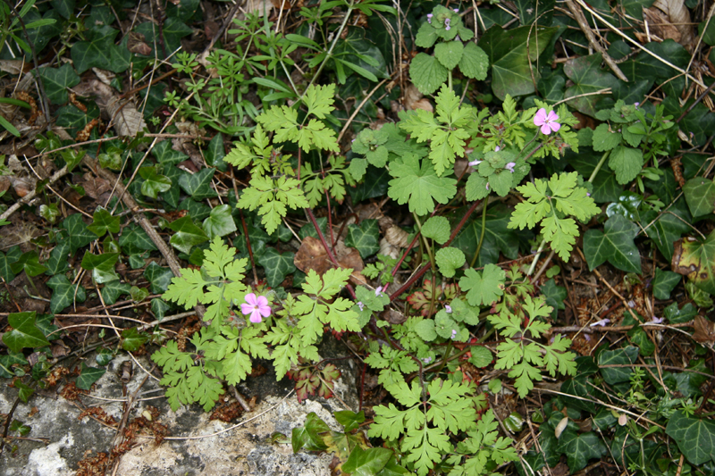 Géranium herbe à Robert
