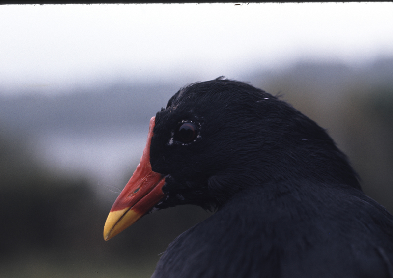 Gallinule poule d'eau